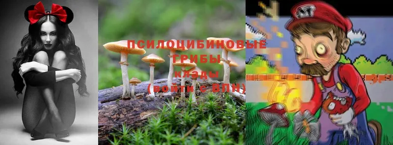 Галлюциногенные грибы MAGIC MUSHROOMS  хочу наркоту  Ессентуки 